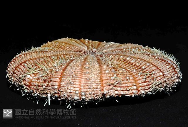裸軟海膽藏品圖，第3張