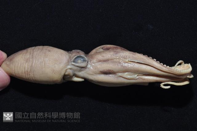 新種章魚tw5藏品圖，第3張