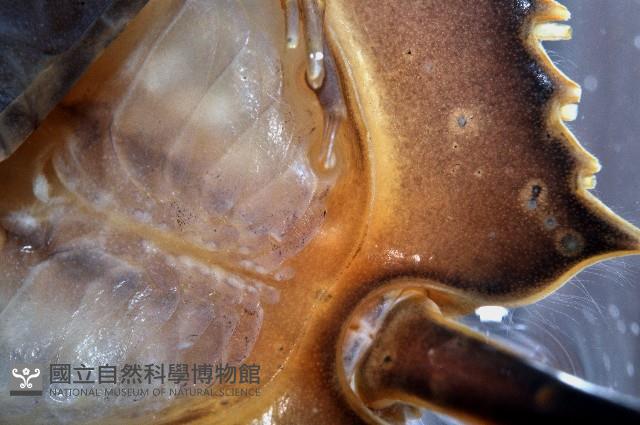 中國鱟(三刺鱟)藏品圖，第3張