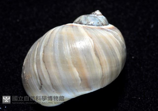 小灰玉螺藏品圖，第3張