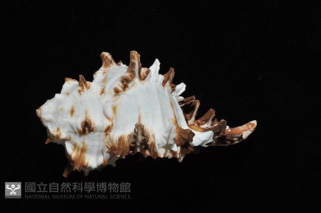 大千手螺藏品圖，第4張