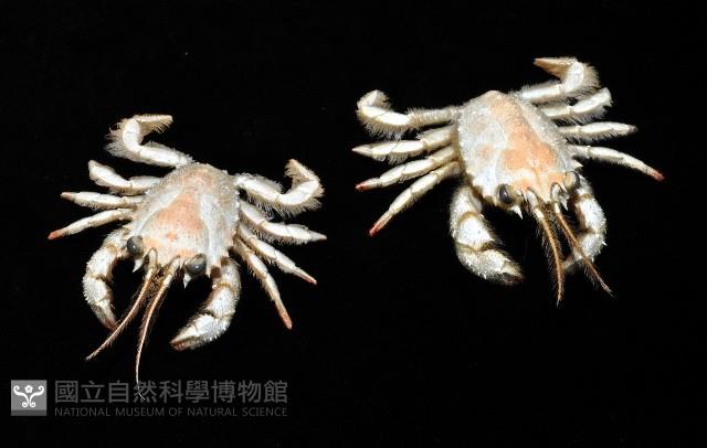顯著瓊娜蟹藏品圖，第3張