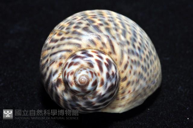 豹斑玉螺藏品圖，第3張