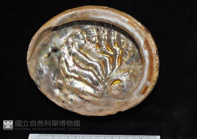赤金鮑螺藏品圖，第4張