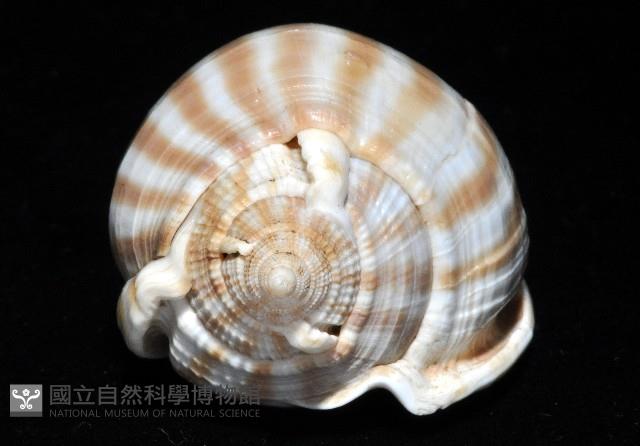 條紋鬘螺藏品圖，第3張