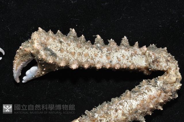 棘刺菱蟹藏品圖，第3張