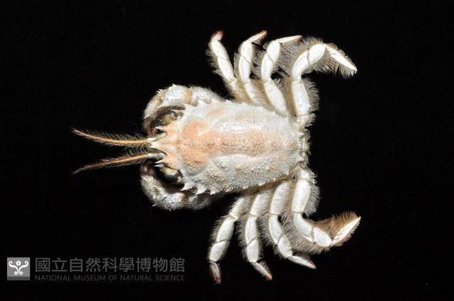顯著瓊娜蟹藏品圖，第3張