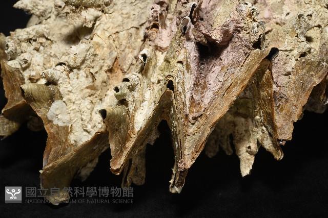 鋸齒牡蠣藏品圖，第3張