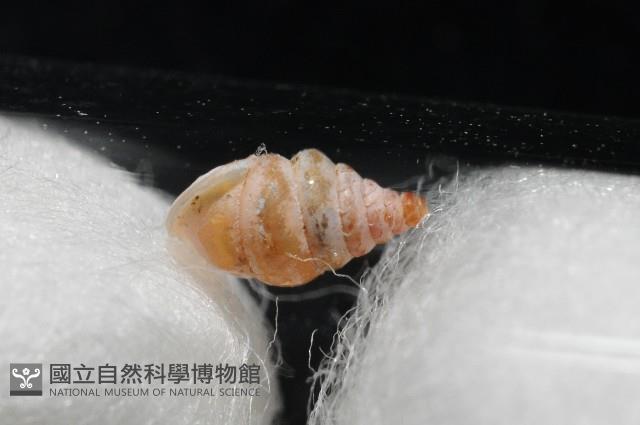 趙氏芝麻蝸藏品圖，第3張