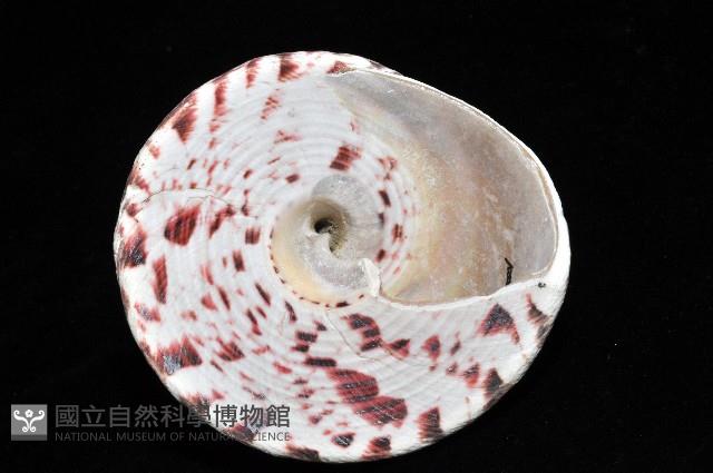 紅斑鐘螺藏品圖，第3張