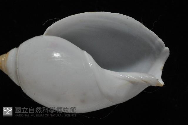 白彈頭螺藏品圖，第3張