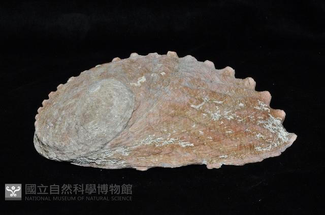 赤金鮑螺藏品圖，第3張