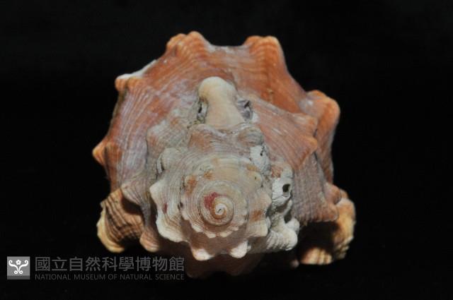 大象法螺藏品圖，第3張