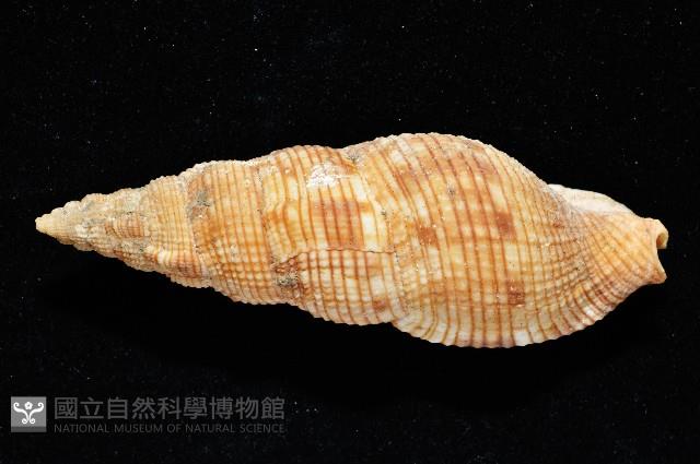 梭氏布紋螺藏品圖，第3張