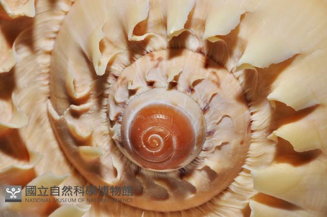 印尼椰子渦螺藏品圖，第3張