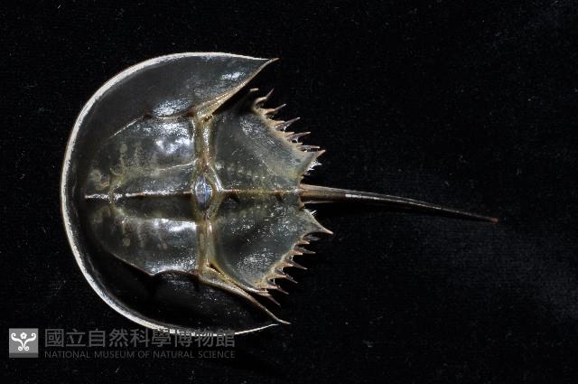 中國鱟(三刺鱟)藏品圖，第3張
