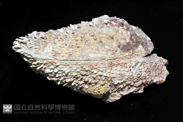 貯水海菊蛤藏品圖，第3張