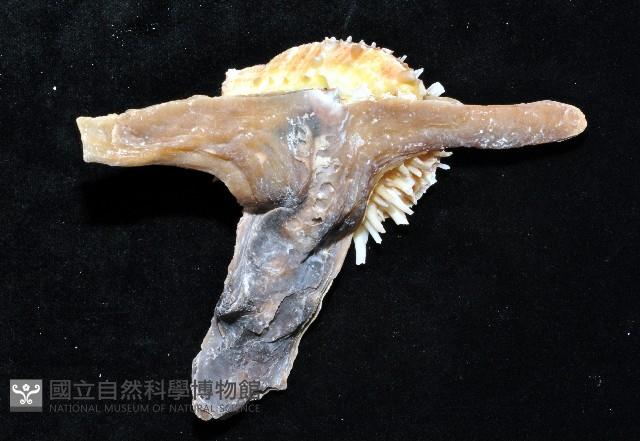 丁蠣藏品圖，第4張