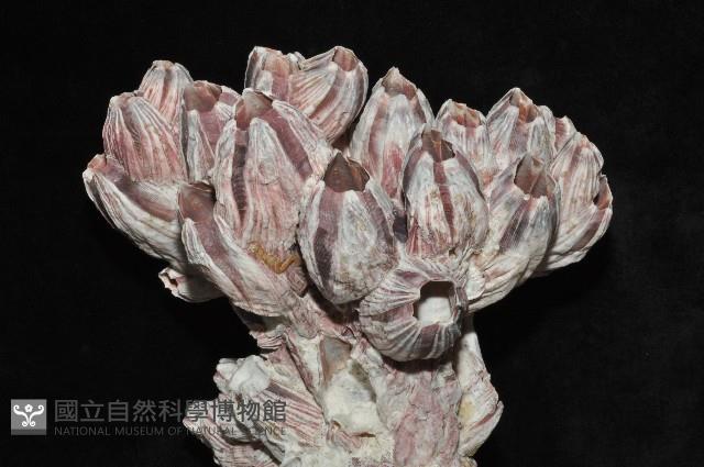 縱肋巨藤壺藏品圖，第3張