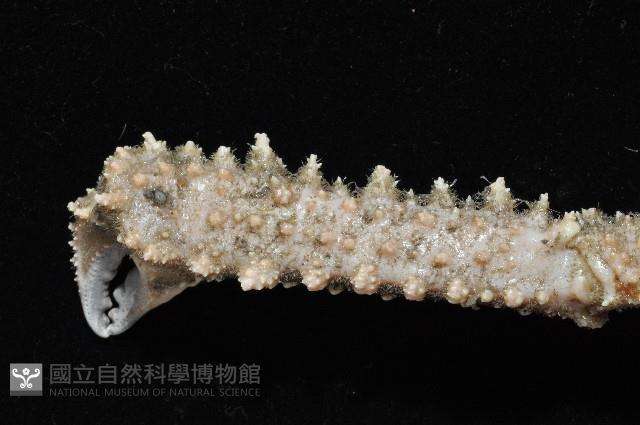 棘刺菱蟹藏品圖，第3張