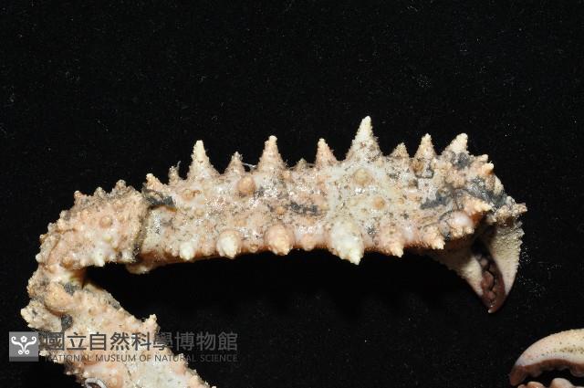 強壯菱蟹藏品圖，第3張