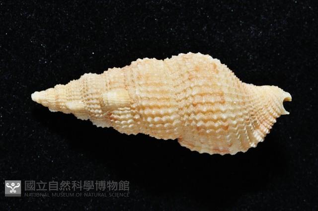 卡明氏布紋螺藏品圖，第3張