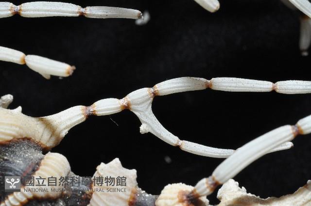 未知種海竹珊瑚藏品圖，第3張