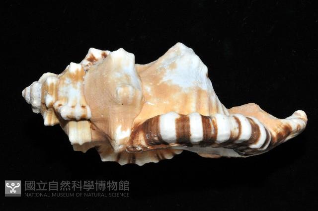 象鼻法螺藏品圖，第3張