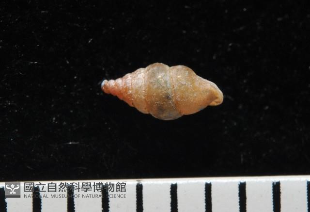 趙氏芝麻蝸藏品圖，第3張