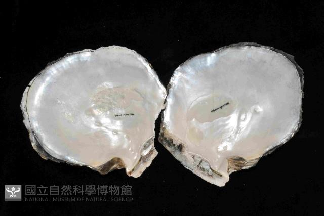 黑蝶珍珠蛤藏品圖，第3張