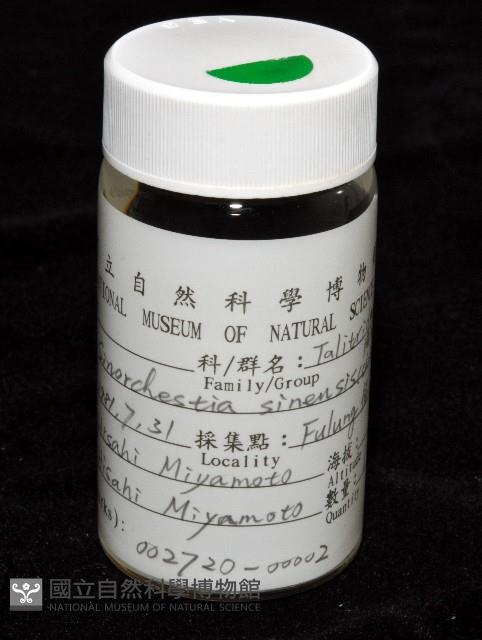 陸生端腳類藏品圖，第3張