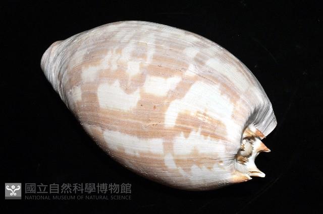 閃電椰子渦螺藏品圖，第3張