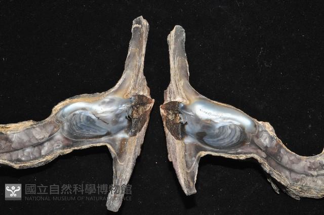 黑丁蠣藏品圖，第8張