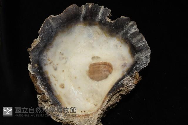 鋸齒牡蠣藏品圖，第8張