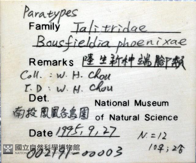 鳳凰母布氏蝦藏品圖，第8張