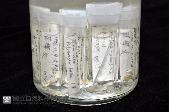 美麗多指瓷蟹藏品圖，第8張