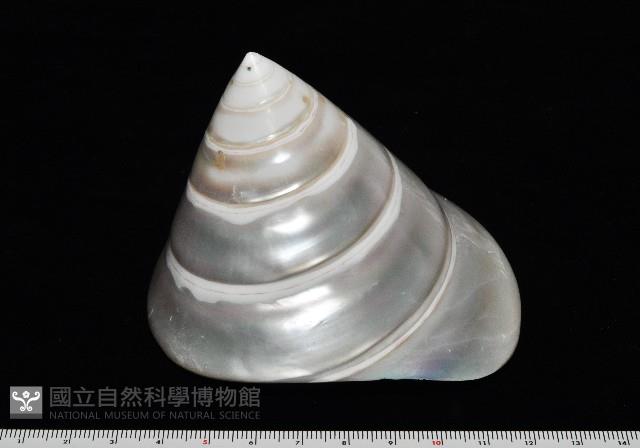 馬蹄鐘螺(牛蹄鐘螺)藏品圖，第8張