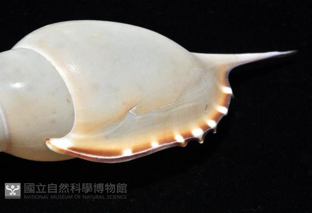 馬丁長鼻螺藏品圖，第8張