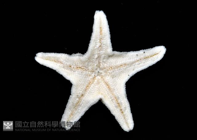 花冠海燕藏品圖，第8張