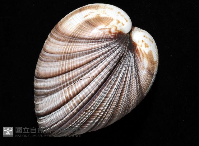 鉛球簾蛤藏品圖，第8張
