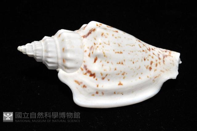 黑痣(變異)鳳凰螺藏品圖，第8張