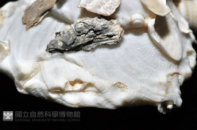 綴殼螺藏品圖，第8張