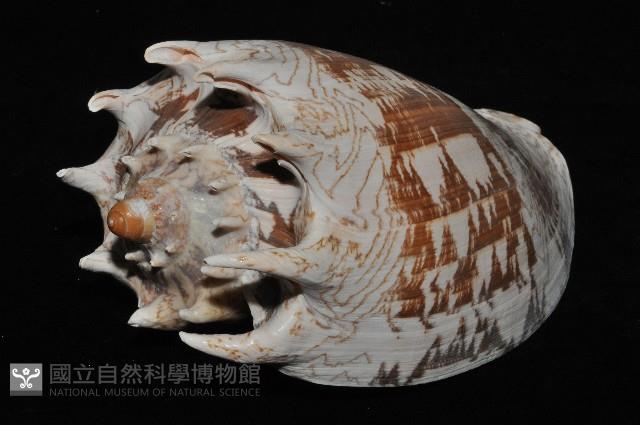 帝王渦螺藏品圖，第8張