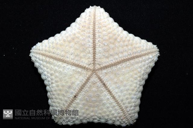 麵包海星(饅頭海星)藏品圖，第8張