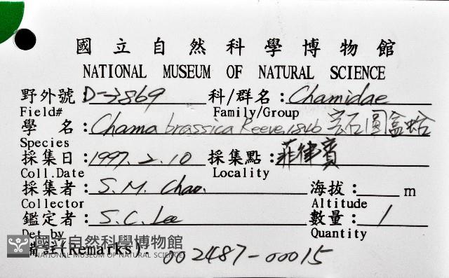 寶石偏口蛤藏品圖，第8張