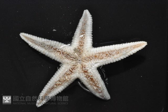 華普槭海星藏品圖，第8張