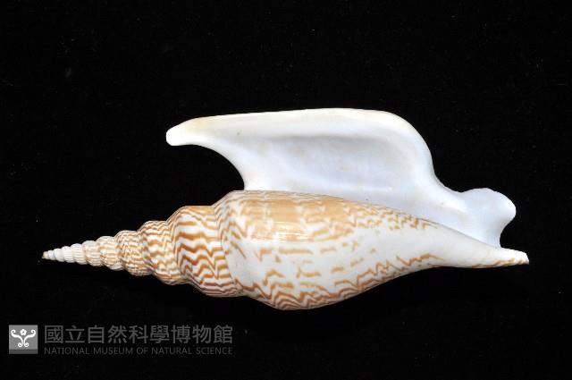 金斧鳳凰螺藏品圖，第8張
