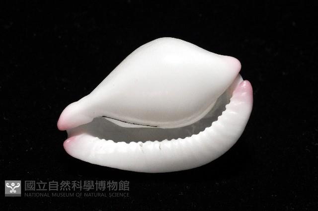 玉兔螺藏品圖，第8張