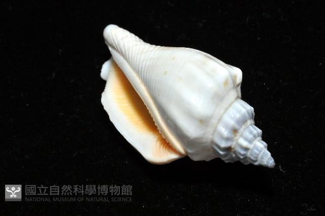 黑嘴鳳凰螺藏品圖，第8張