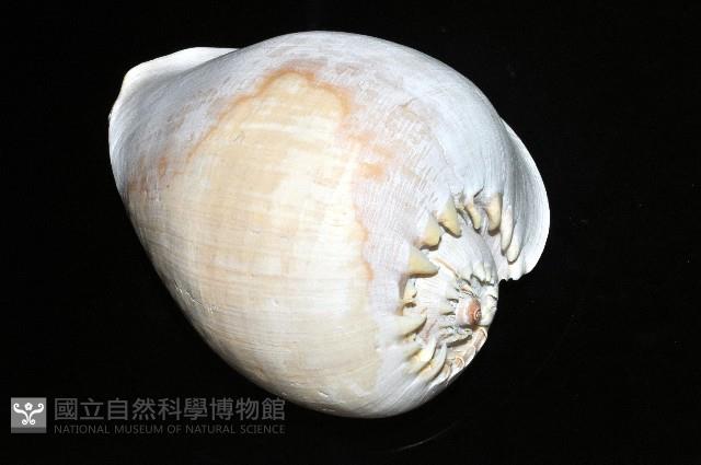 印尼椰子渦螺藏品圖，第8張